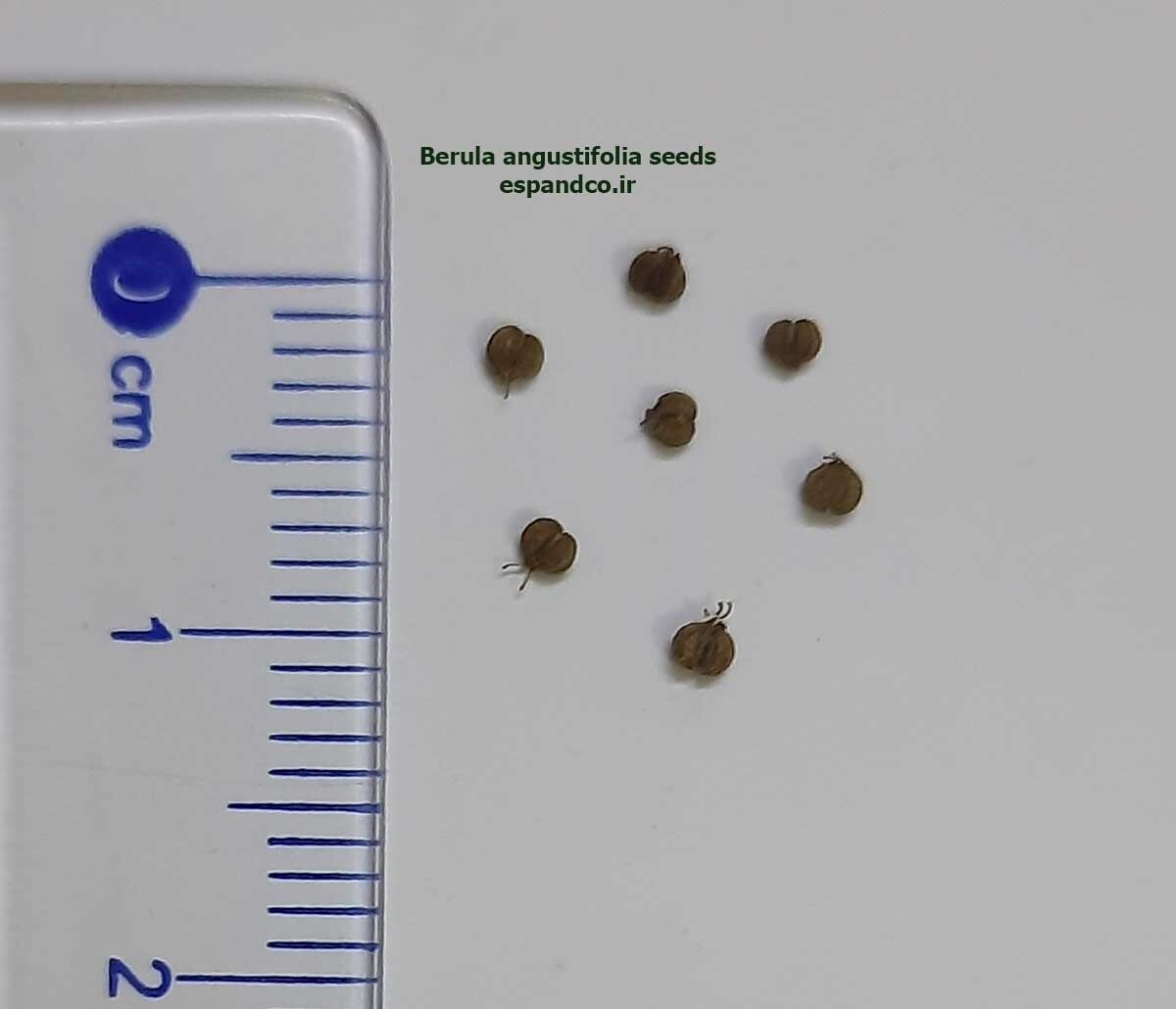 Berula angustifolia seeds